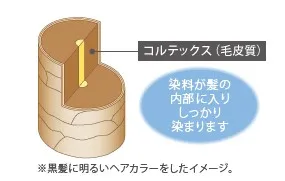 永久染毛剤で染めたときの毛髪画像