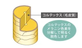 ブリーチ後の毛髪画像