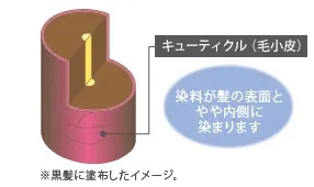 ヘアマニキュア後の毛髪の構造