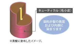 カラートリートメント後の毛髪の構造