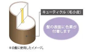 カラースプレーをした後の毛髪の構造