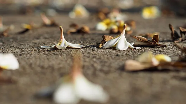 枯れ葉のイメージ