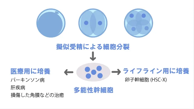 多能性幹細胞とは