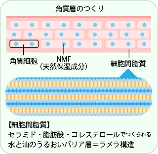 角質層におけるラメラ構造