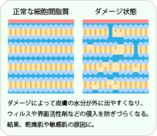 ダメージを受けたラメラ構造