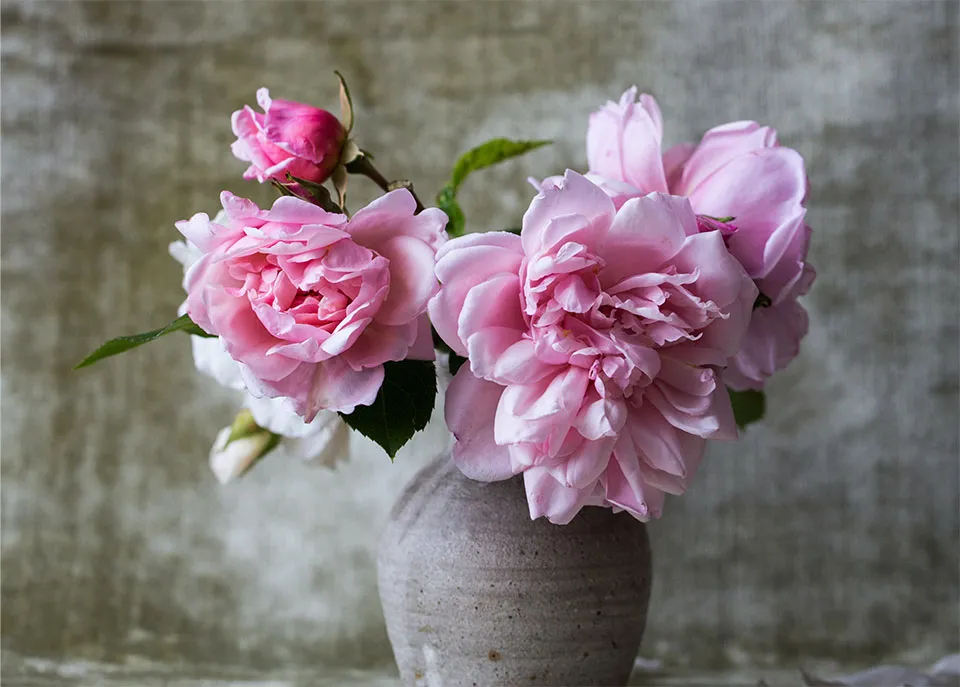 シャクヤクの花