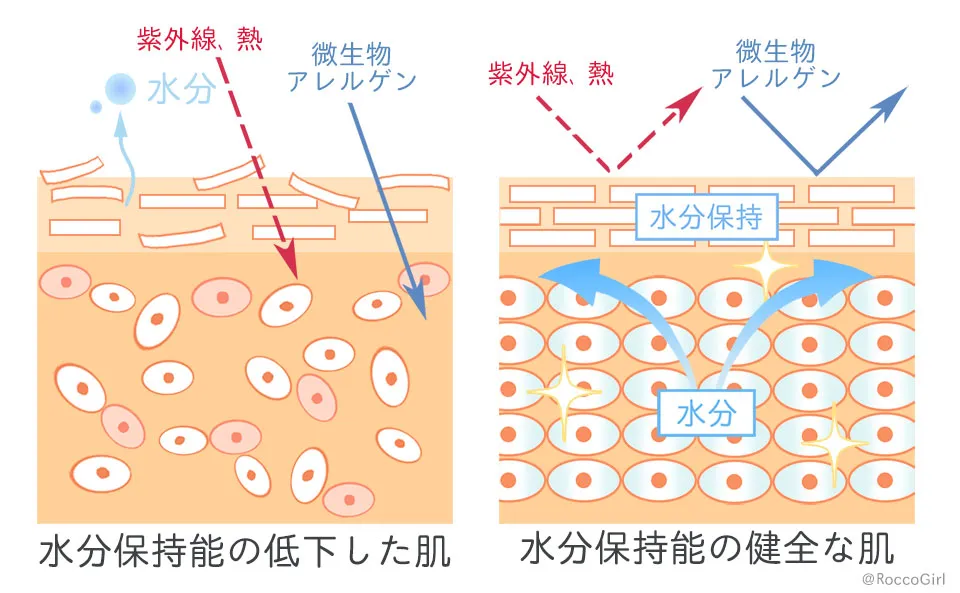 水分保持能とは?のイラスト