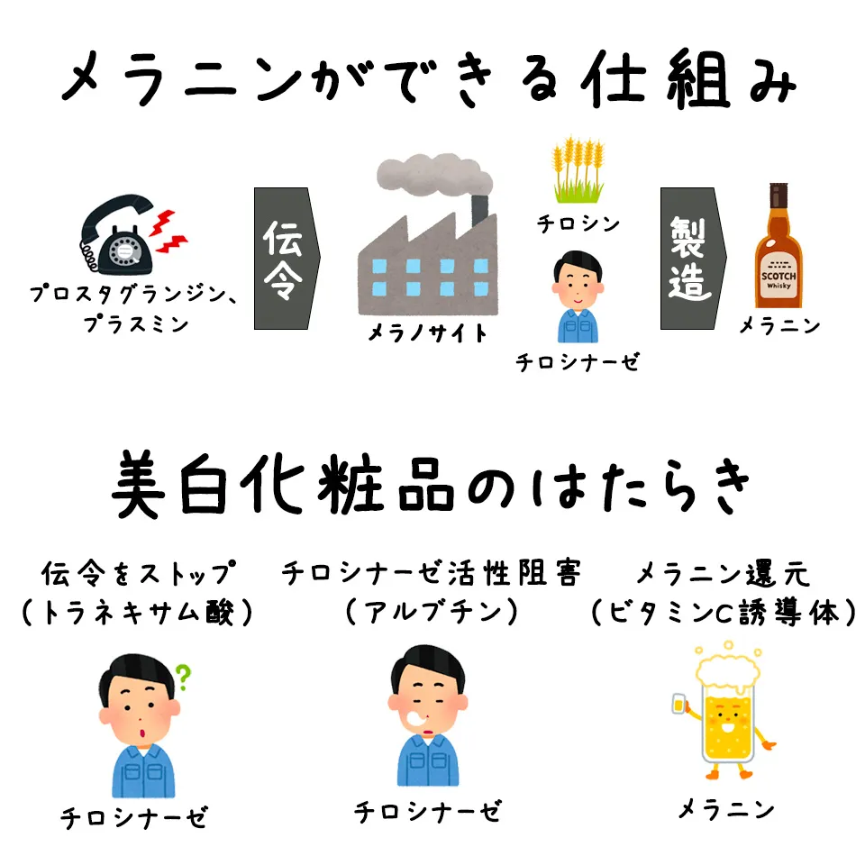 メラニン生成の流れ