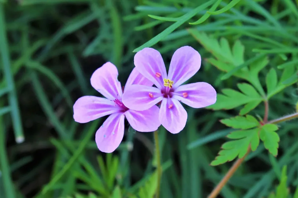 ヒメフウロの写真