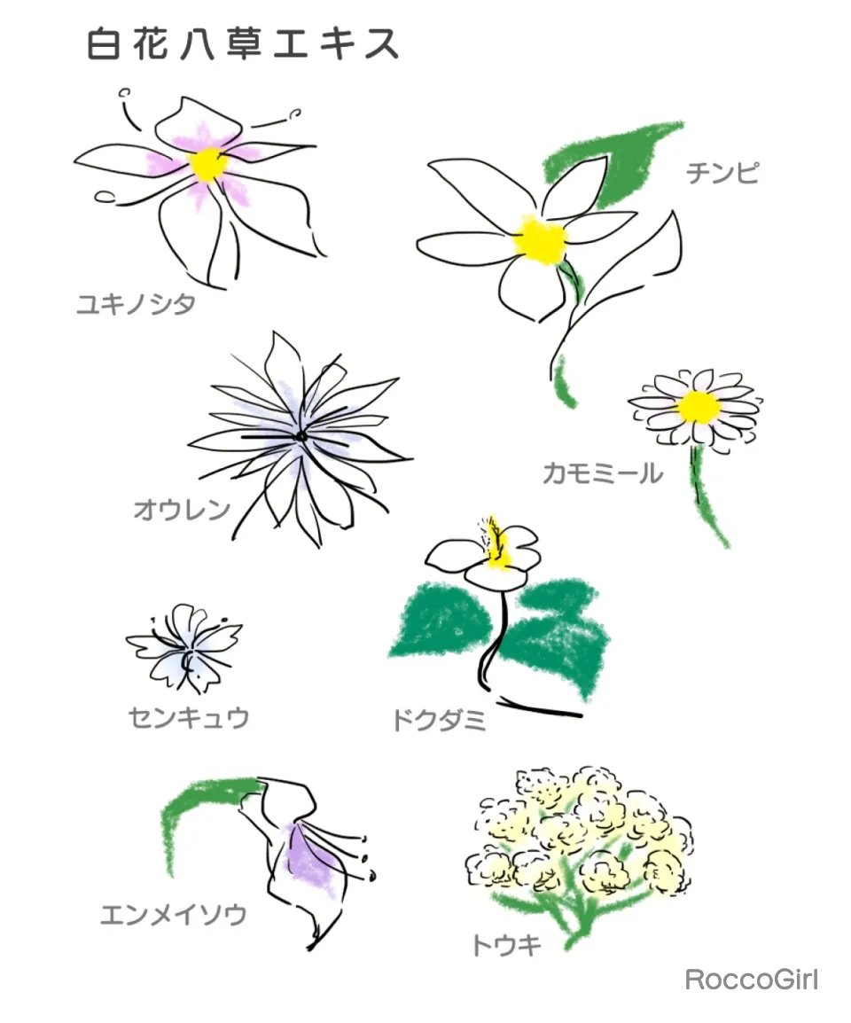 白花八草エキス種類のイラスト