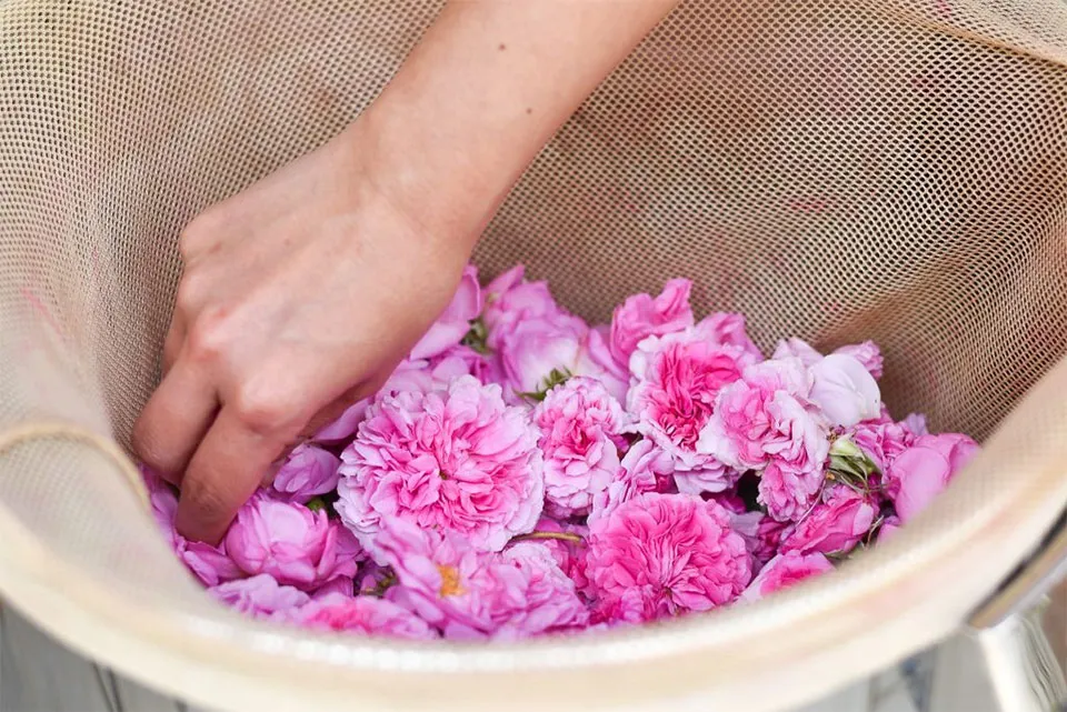 ダマスクローズ写真