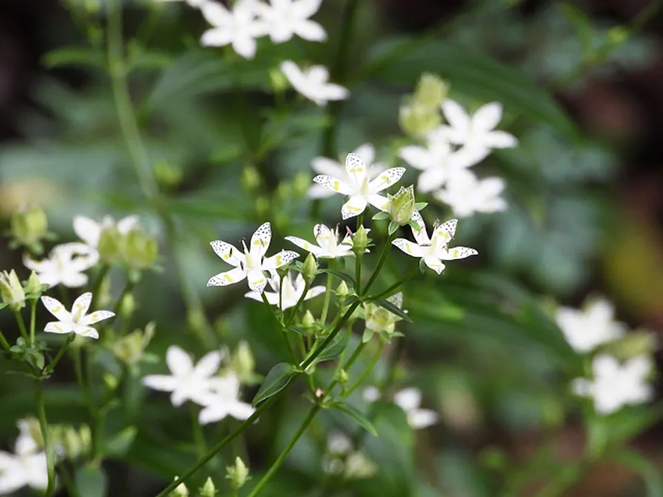 センブリエキスの画像