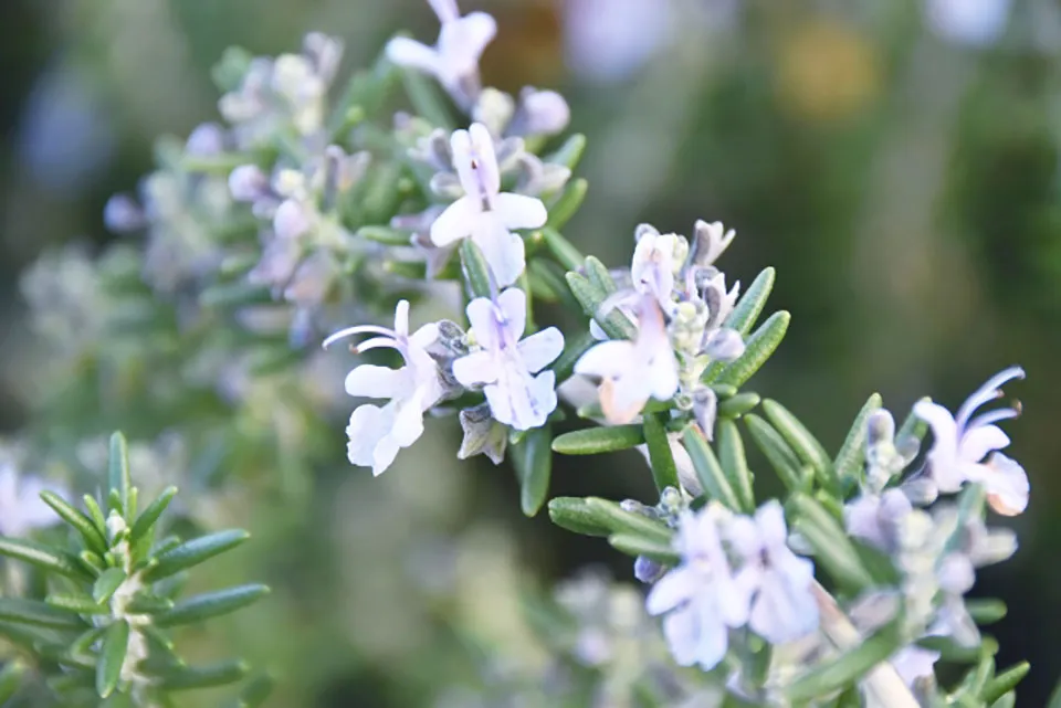 ローズマリー写真