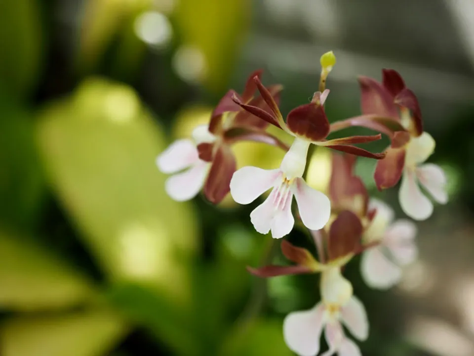 エビネ蘭の画像