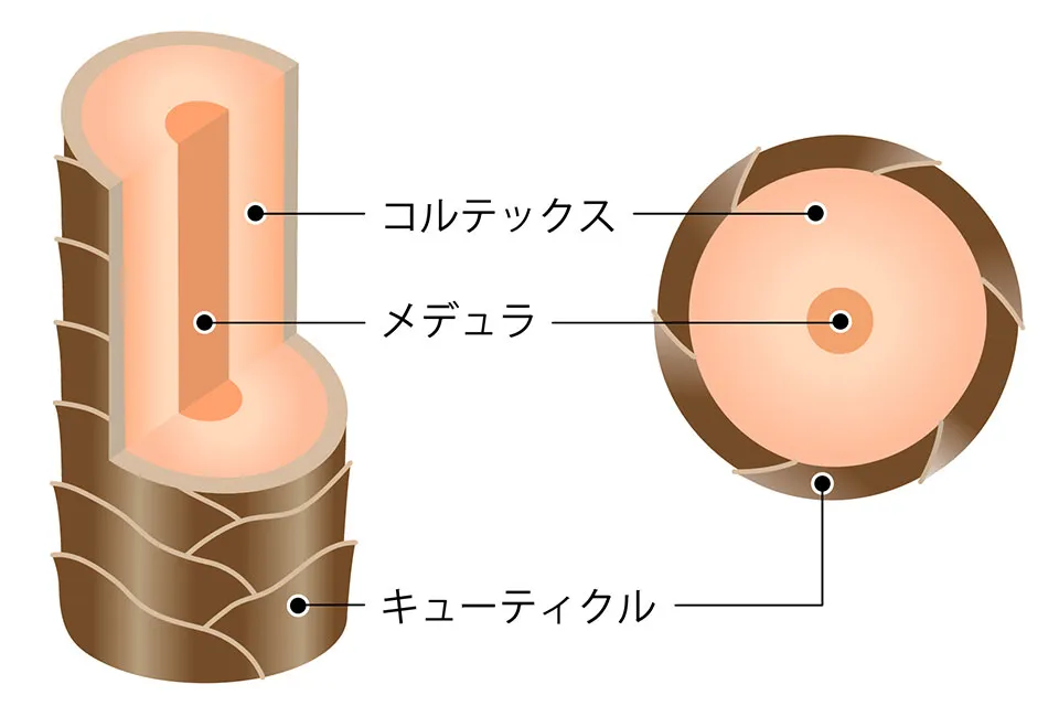 毛髪の構造。コルテックス、メデュラ、キューティクルについて。