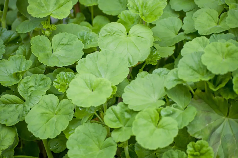 成分内ツボクサ画像