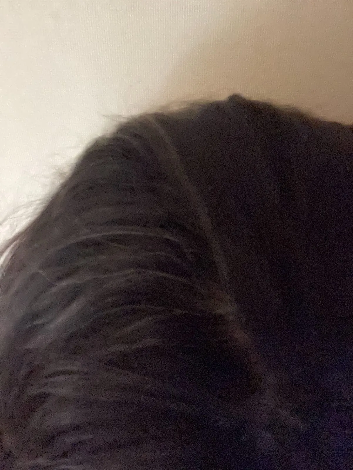 フラガールの染毛結果