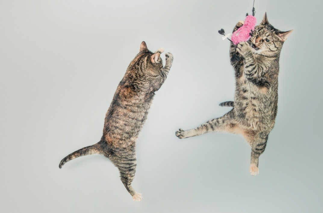 疲れた日に見て欲しい ~癒し系動物動画でゆったりリラックス~ アイキャッチ画像