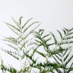 観葉植物を都内で探すなら♡オシャレでおすすめなショップ5選 アイキャッチ画像