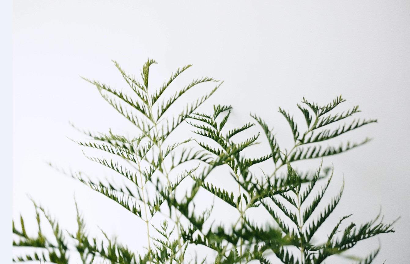 観葉植物を都内で探すなら♡オシャレでおすすめなショップ5選 アイキャッチ画像