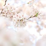 東京のおすすめお花見スポット&桜を楽しめるレストランを紹介