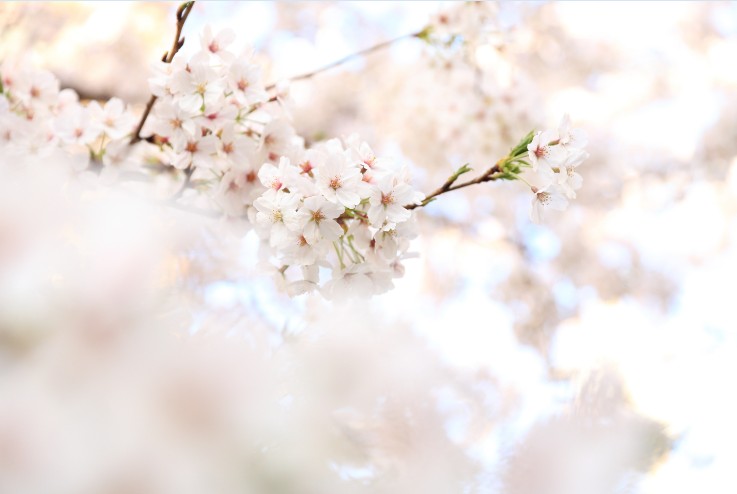 東京のおすすめお花見スポット&桜を楽しめるレストランを紹介 アイキャッチ画像