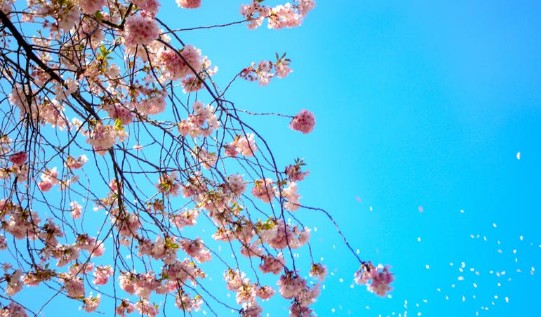 おすすめお花見コーデ◎薄着はまだ早い!?風邪を引きやすいお花見には寒さ対策を! アイキャッチ画像