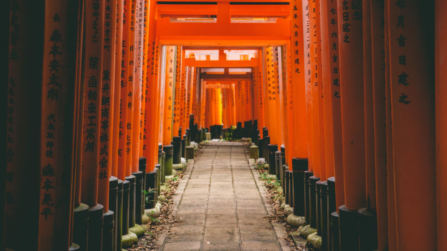 羅列する鳥居