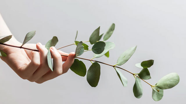 植物