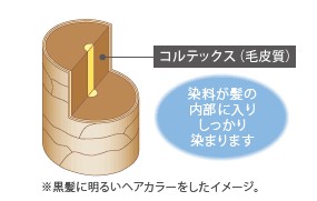 永久染毛剤で染めたときの毛髪画像