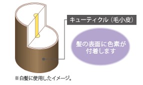 カラースプレーをした後の毛髪の構造