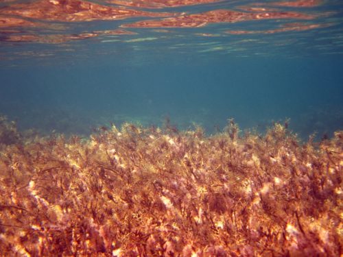 海藻の画像