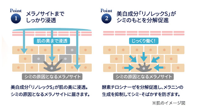 サンスターエクイタンス_成分図