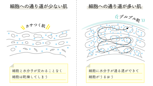 水分量が多い肌