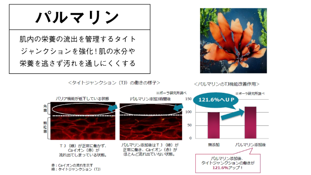 パルマリンはタイトジャンクションを強化