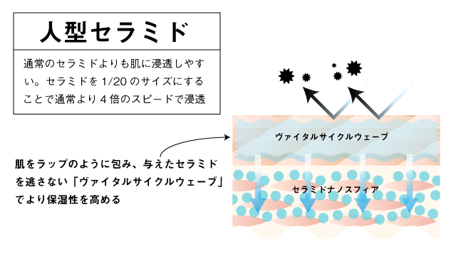 セラミド