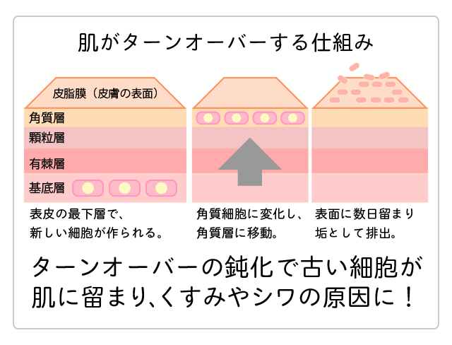 肌のターンオーバーの仕組み