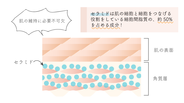 セラミドが配合された化粧水を選ぶこと