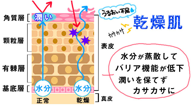 乾燥肌の特徴
