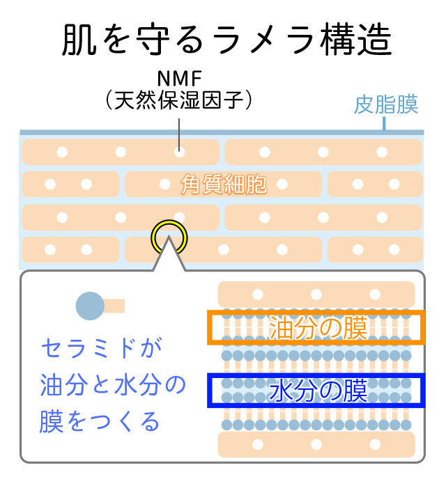 保湿のメカニズム