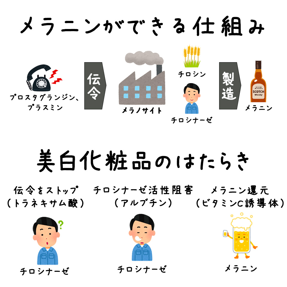 メラニン生成の流れ