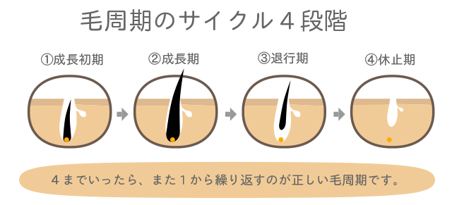 正しい毛周期