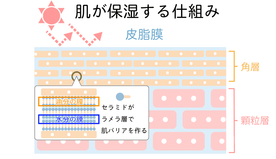 表皮の保湿メカニズム