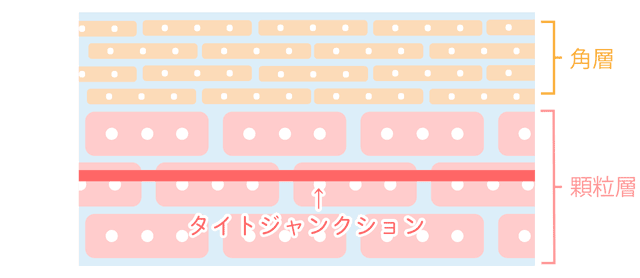 タイトジャンクション