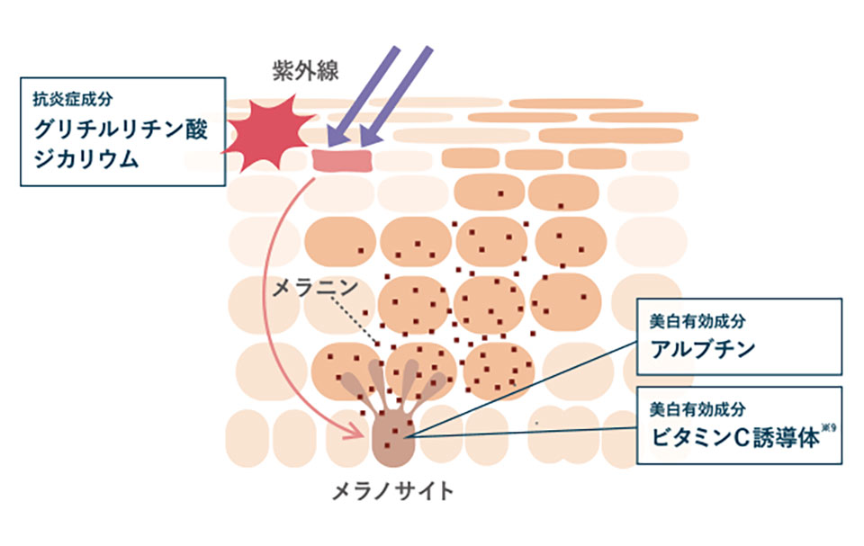 メラニン生成を抑制する仕組みイラスト