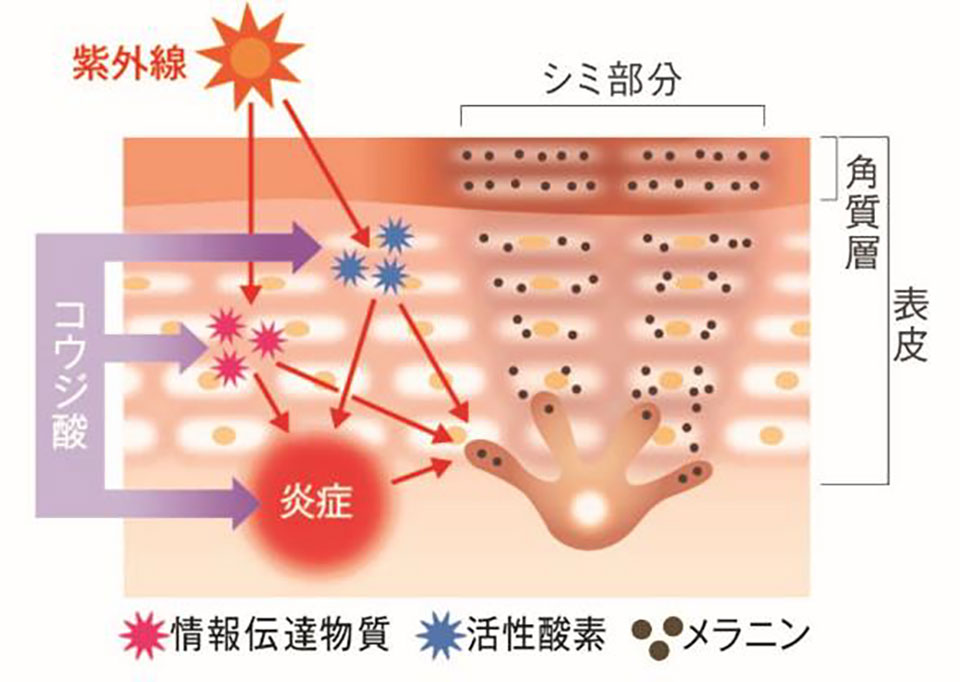 コウジ酸の説明イラスト