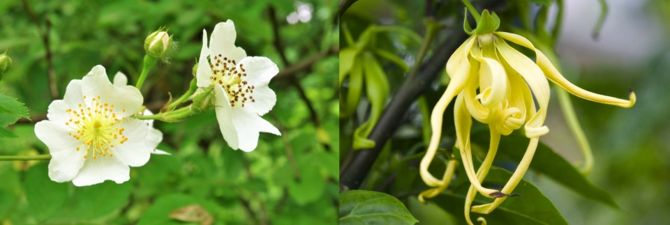 イランイラン花とノバラの写真