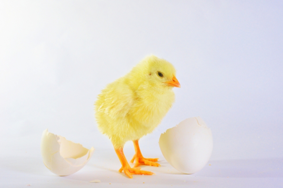 雛とたまごの殻を表す写真