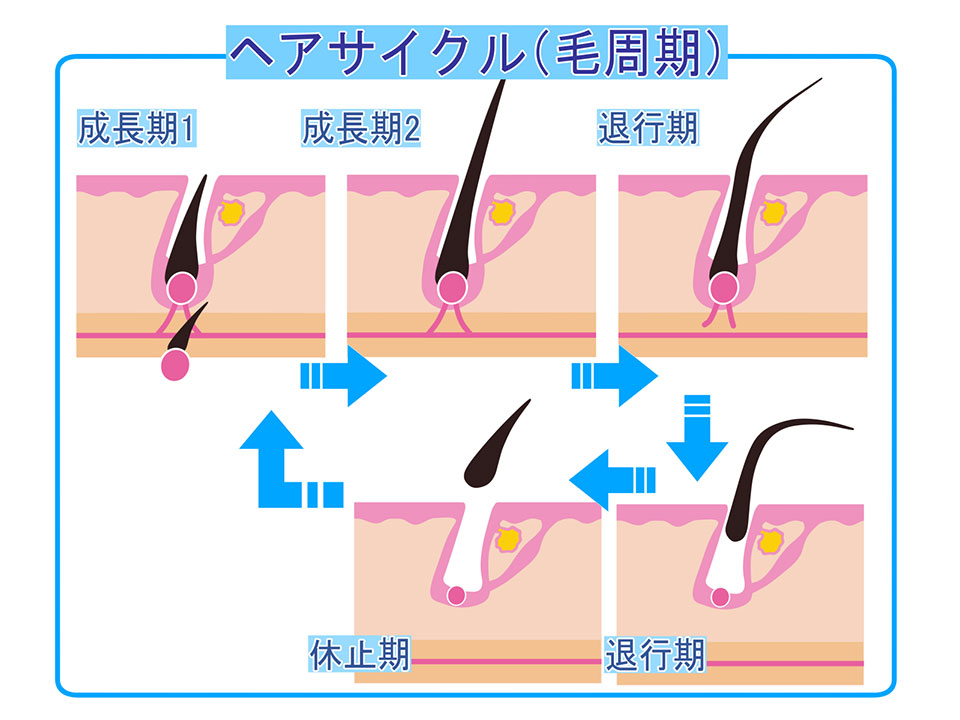 健康的なヘアサイクルの画像