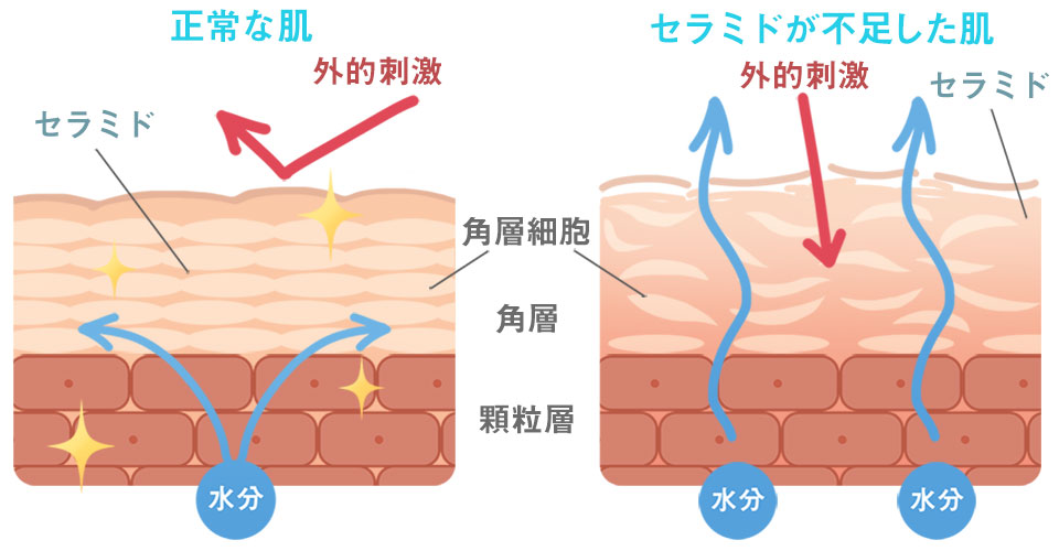 セラミドとは？のイラスト